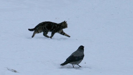 Katten og kråka (Foto: Britt Torun Lundby, Kolbu)