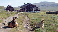 Hunder på tur (Foto: Ågot Caroline Nilssen/Den Norske Turistforening) Hunder på tur (Foto: Ågot Caroline Nilssen/Den Norske Turistforening)
