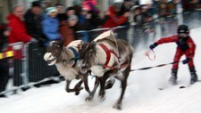 NM i reinkappkjøring i Tromsø (Robert Greiner)