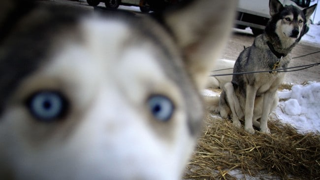 Sibirsk husky (Foto: JEAN-PHILIPPE KSIAZEK/AFP) Sibirsk husky (Foto: JEAN-PHILIPPE KSIAZEK/AFP)