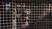 Pelsdyrnæringen mot Ap - Pelsdyrnæringen mener de er utsatt for en heksejakt etter at Arbeiderpartiet vedtok at de vil avvikle næringen.