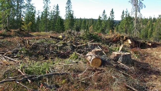 Hogstfelt (Foto: Øystein Økter/NRK) Hogstfelt (Foto: Øystein Økter/NRK)