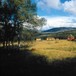 Hyttene på Bleskestadmoen ligger på en vakker stølsvoll omkranset av fjellbjørkeskog