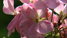 Pelargonia