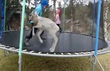 Video 7a081d8e-d4ab-45a3-a8e1-12ccc2152daa.jpg (Foto: Nyhetsspiller)