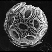 Planteplankton-Emiliania (Foto: E. Paasche)
