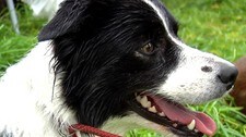 Gjeterhund (NRK)