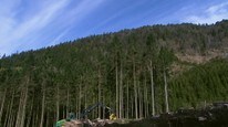 Video Vil plante mer skog på Vestlandet (Foto: Nyhetsspiller) Video Vil plante mer skog på Vestlandet (Foto: Nyhetsspiller)
