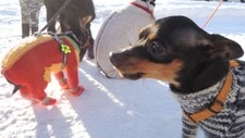 Nakenhund (Foto: Helle Therese Kongsrud/NRK) Nakenhund (Foto: Helle Therese Kongsrud/NRK)