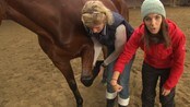Hestens anatomi kontra menneskets - Newton: Selda Ekiz sammenligner hestens anatomi med menneskets. Hun finner blant annet ut at hoven til hesten er det samme som neglen til mennesket. 