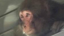 Ape (NRK) Ape (NRK)
