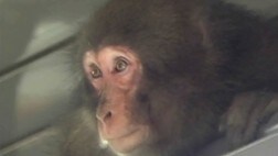 Ape (NRK) Ape (NRK)