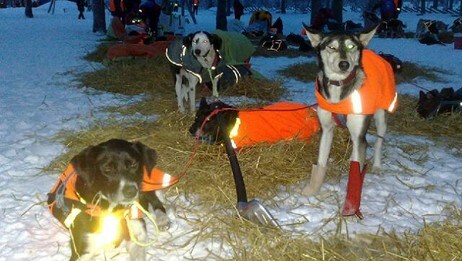 Hundene slapper av under Femundløpet (Foto: Kari Toft/NRK)