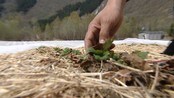 Håp for Valldalbæra - I februar såg alt beinfrose og mørkt ut. Men vårsola har lokka liv i fleire jordbærplanter, og produsentane i Valldal har no fått igjen håpet.
