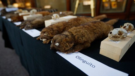 olinquito http://www.excitingnewsfromaroundtheworld.blogspot.com