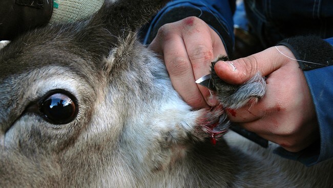 Merking av rein (Foto: Knut-Sverre Horn/NRK) Merking av rein (Foto: Knut-Sverre Horn/NRK)