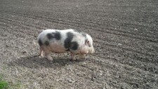 Villsvin (Foto: Follo politidistrikt)