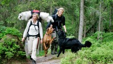 Hunder (Foto: Colourbox) Hunder (Foto: Colourbox)