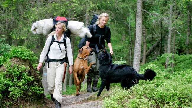 Hunder (Foto: Colourbox) Hunder (Foto: Colourbox)