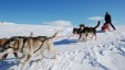 Drømmetur med hund