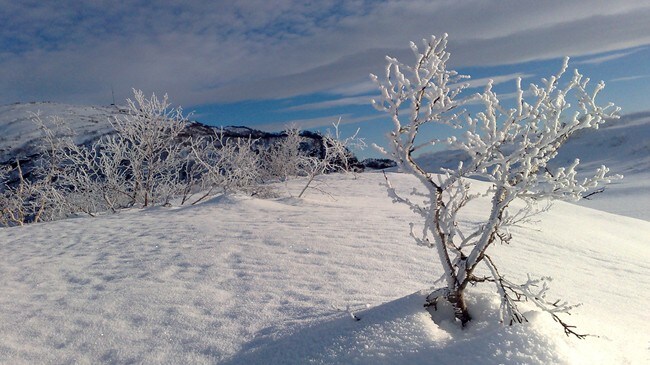 Solfylt vinterdag (Foto: Kaia A. Høyheim)