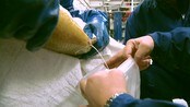 Frossen (lakse)sæd gir bedre avl - Ny fryseteknologi kan bli stor butikk Trondheimsselskap