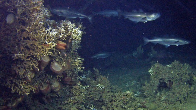 Fant nye korallrev (Foto: MAREANO/Havforskningsinstituttet)