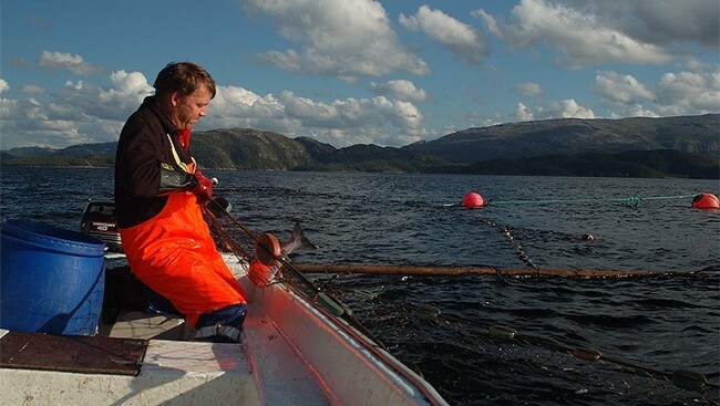 Kilenotfiske etter laks (Foto: Kjartan Trana/NRK)