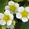 Jordbærplanter i blomst (Foto: Tor Beisvåg)