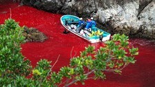 Delfinslakt i Japan (Foto: Sea Shepherd Conservation Society/Scanpix/AP)