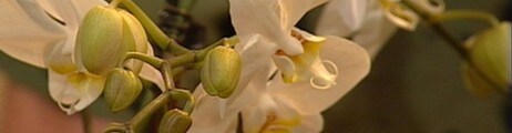 Orkidee (NRK)
