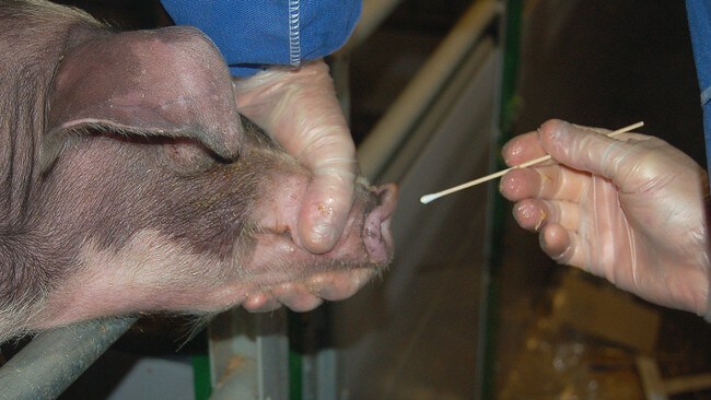 Tester for svineinfluensa (Foto: Mattilsynet)