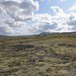 Forollhogna