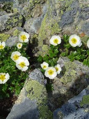 Reinrose finn ein mange stadar på Sognefjellet (Foto: Kjartan Kvien)