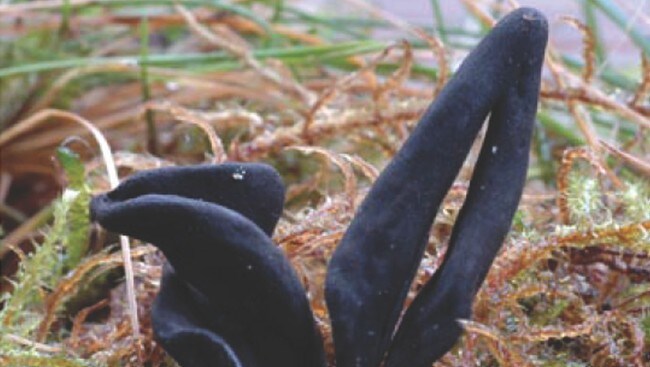Vranglodnetunge (Foto: Per Fadnes)