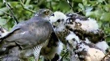 Spurvehauk (Foto: Tandrup Naturfilm/DR-TV)