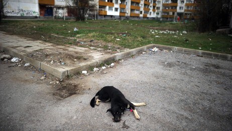 Hund i bulgaria (Foto: Scanpix) Hund i bulgaria (Foto: Scanpix)