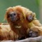 Utenfor fangenskap finnes det omtrent bare 1000 igjen av denne sære brasilianske apearten kalt «Golden lion tamarin» på engelsk. Utenfor fangenskap finnes det omtrent bare 1000 igjen av denne sære brasilianske apearten kalt «Golden lion tamarin» på engelsk.