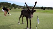 Video reingolf-xx-no-113310-SI_NO.mp4 (Foto: Nyhetsspiller)