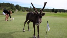 Reinsdyr på golfbane (Foto: Ola Helness)