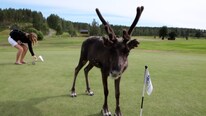 Reinsdyr på golfbane (Foto: Ola Helness)