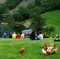 Både folk og dyr på garden var tydeleg godt nøgde med musikken.