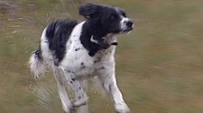 Hund på rypetelling i Verranfjellene (Foto: Morten Andersen/NRK)