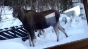 Seervideo nærgående elg - Filmet nærgående elg i Røyslimoen i Lillehammer
