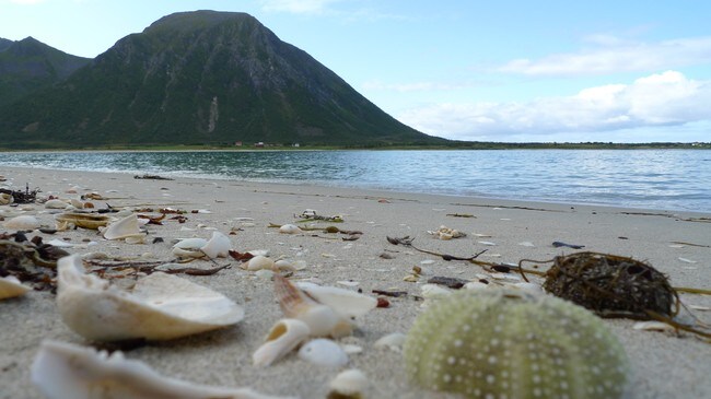 De hvite strendene nord på Austvågøya i Lofoten. (Foto: Snorre Tønset/NRK) De hvite strendene nord på Austvågøya i Lofoten. (Foto: Snorre Tønset/NRK)