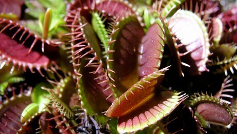 Venus fluefanger (Dionaea muscipula) (Foto: David Midgley)