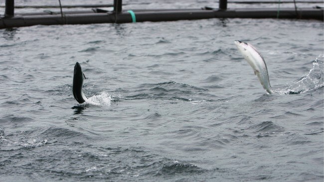 Oppdrettsanlegg (Foto: Lunde, Bjørn Erik Rygg/VG)