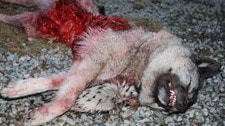 Hund drept av ulv (Foto:Petter Larsson/NRK)