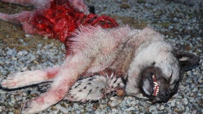 Hund drept av ulv (Foto: Petter Larsson/NRK)
