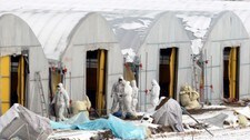 Fugleinfluensa funnet i Sør-Korea (Foto: YONHAP/Reuters)